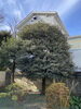 剪定前「庭の手入れ•高木剪定　横浜市磯子区、金沢区、植木、造園のご相談は庭一。」