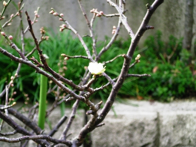 「梅の花が一輪咲いていました！！」