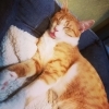 猫カフェ 日なたの窓