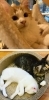 猫たちとスローな時間を過ごすことができます。「猫カフェ 日なたの窓」
