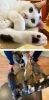猫たちと近い距離で触れ合えるのが魅力です！「猫カフェ 日なたの窓」
