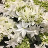 母の日ギフト続々入荷中！島根の紫陽花も入ってます！！ | casa fiore