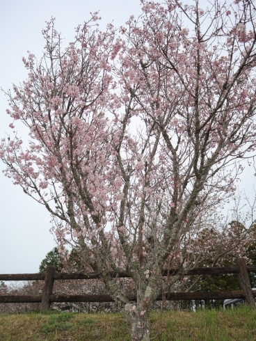 のびのびパーク天啓「のびのびパーク天啓⛲️桜開花状況🌸」