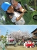 園の畑で野菜作り♪　園庭は春になると桜が満開に！「さくら幼児園（社会福祉法人 エリム会）」