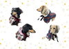 「【プライベート】月に一度の犬服教室」