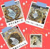 「西都の新たなグルメスポット☆チーズ＆ピザ専門店「Fermier（フェルミエ）」」