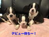 6/16のInstagramをご覧ください「ボストンテリアのデビューです！」