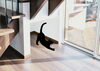 こだわりの階段下、猫もリラックス「ペットと暮らす「ただいま動線」ーペット共生住宅への取り組みー」