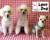 ペット美容室 Lovedog ペット まいぷれ 松江