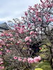 梅の花「本日の境内の様子です」