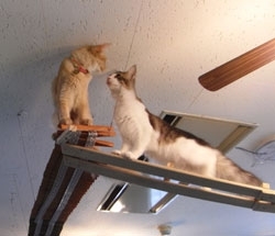 天井の方にも、キャットウォークがあり、猫ちゃんたちは自由自在に部屋を歩きまわる。