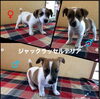 「優しい飼い主様を待ってま〜す！」