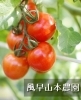 「風早山本農園」本当の美味しさを届ける、オンリーワンの「トマト」栽培