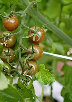 紫色の新品種ミニトマト「トスカーナバイオレット」。「風早山本農園」