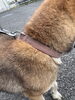 「【西条市下島山甲４４７番地付近】迷い犬を保護しています！（※玉津駐在所近辺）」