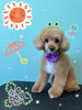 「可愛い子ちゃん♡ Dog salon mofu mofu 余市町」