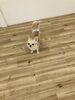 しらこちゃん「ましゅまろ幼稚園　^_^」