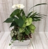 寄せ植え（観葉植物）「♬お盆花　寄せ植え♬」