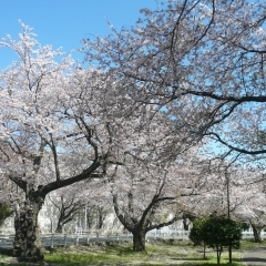 富岡総合公園（金沢区）　梅、桜、ボタンと楽しめる春の花　野鳥観察も！