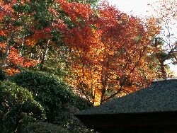 井植山荘の紅葉