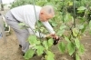 ホームのみんなで育てた畑の野菜を、ご利用者様が自ら収穫。「グループホームつきおか」