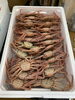 「ハラコ販売中でーす‼️鮮魚パックいろいろ販売中‼️〆鯖も販売致します🐳」