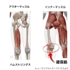 インナーマッスルは難しい③『膝裏のインナーマッスル』 【整体 和歌山