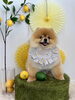アミちゃん「わんことレモン🍋」