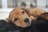 Mダックス　税込188,000円〜「子犬販売ご紹介🎵」