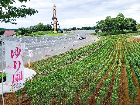 東京ドイツ村 フラワーフェスティバル 茂原市 長生郡 おでかけ観光情報 まいぷれ 茂原市 長生郡