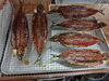 「📣本日のお魚情報🐟」