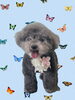 「Dog salon mofu mofu　余市町」