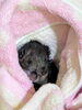 ムササビ「最近の保護状況」