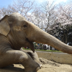 金沢自然公園（金沢動物園）（金沢区）　動物と桜を楽しめる家族に人気のスポット