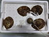 「📣本日入荷のお魚情報🐟」