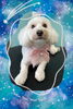 「Dog salon mofu mofu　余市町」