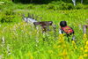 「花暦、本日で一区切り。花はまだまだ見頃です🌸」