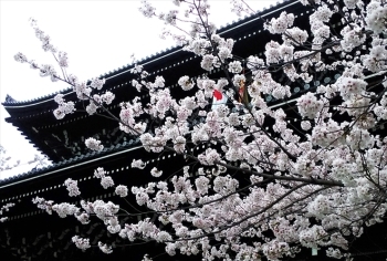 知恩院の桜 京都 桜だより まいぷれ 京都市下京区 東山区