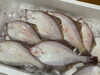 「本日鮮魚入荷してまーす。[岩牡蠣は７月から販売致します。]」