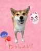「Dog salon mofu mofu　余市町」