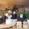 「【はなやホック皆生店】夏のインテリアに涼やかな観葉植物を飾りませんか？」