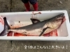 「僕は何「サメ」でしょうか？🦈」