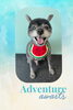 「Dog salon mofu mofu　余市町」
