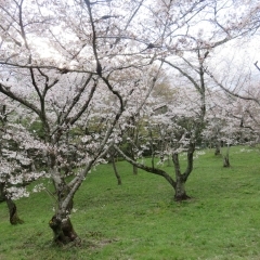八坂神社の桜スポット