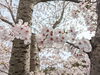 「【西条市 小松町新屋敷】小松中央公園の桜が咲いています！」