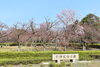 ヤエザクラ「舞鶴引揚記念館のヤエザクラの開花状況」