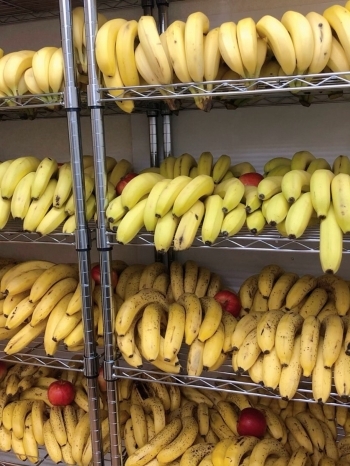 完熟バナナに仕上げるまで産地毎に徹底した温度管理を行います！「BANANA MANIA（バナナ マニア）」