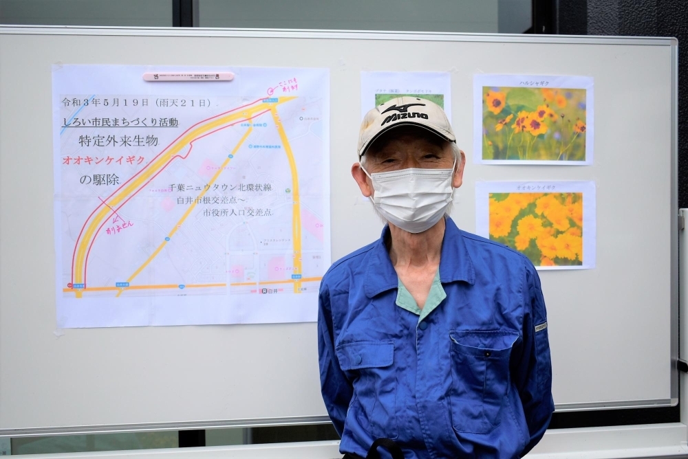 特定外来生物に指定される大金鶏菊の除草作業が行われました しろい情報 まいぷれ 成田 印西 白井 特定外来生物に指定される大金鶏菊の除草作業が行われました しろい情報 まいぷれ 成田 印西 白井