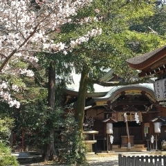 粟田神社　ゆっくり桜を楽しむための穴場スポットNo.8