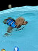 にこくん。方向転換も上手です🏊‍♂️「ましゅまろプール🏊‍♂️」